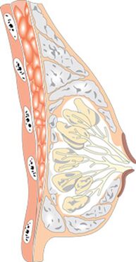 La structure du sein féminin.