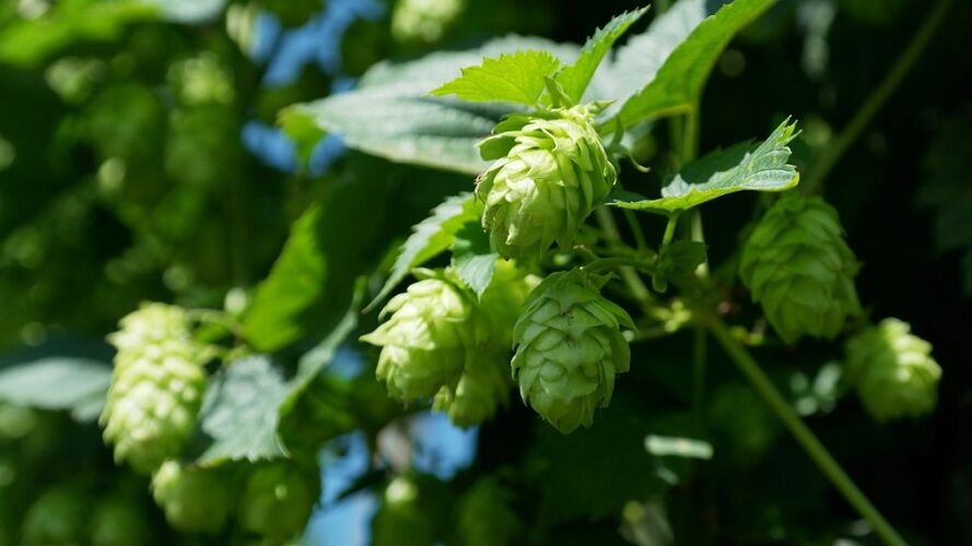cônes de houblon pour agrandir les seins